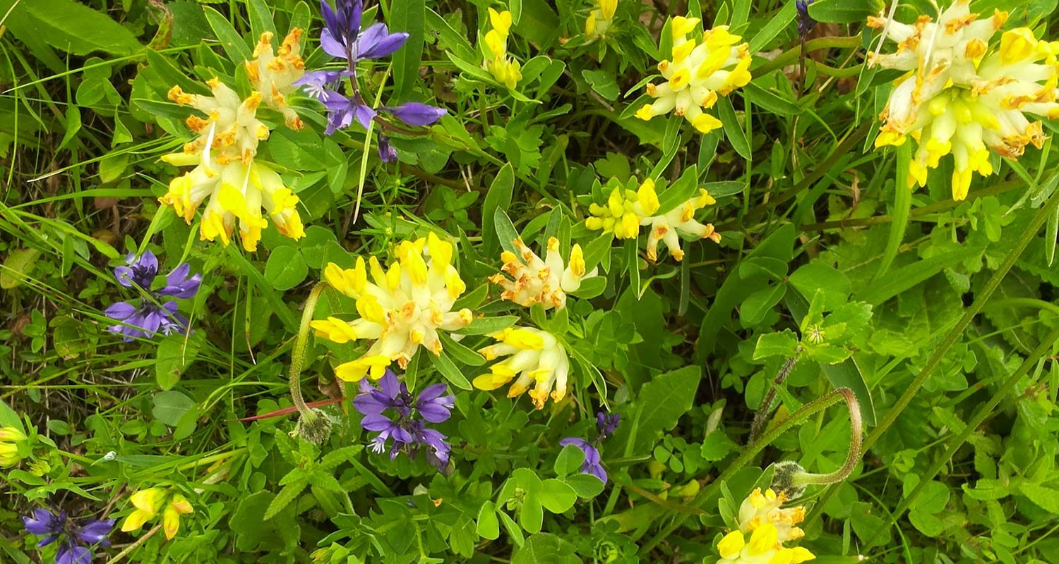 Fiori di campo, annunci indecifrati